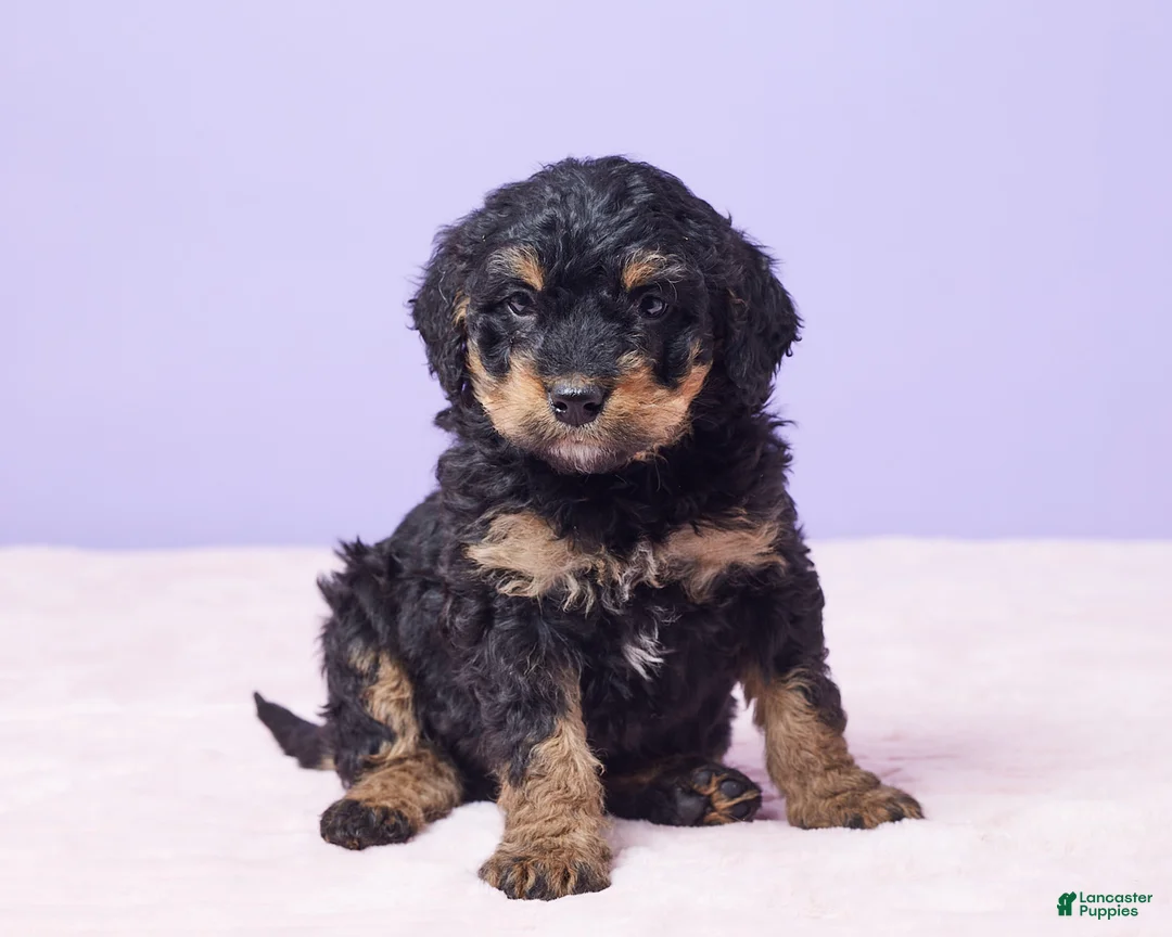 Mini Bernedoodle dogs for sale: Ruger - Ad 6