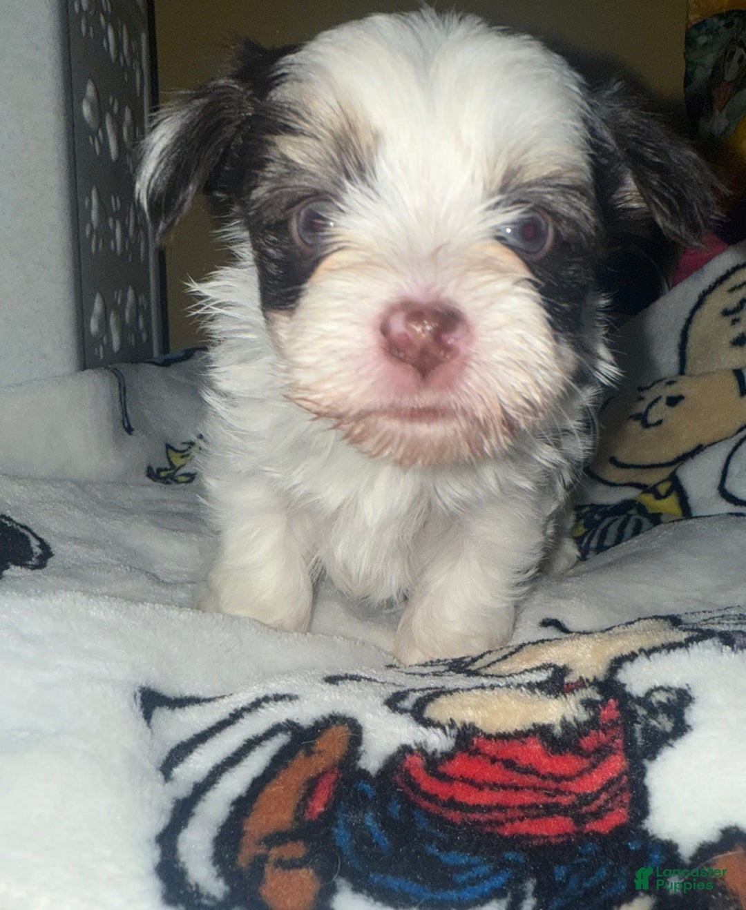 Yorkshire Terrier dogs for sale: Pluto - Ad 2