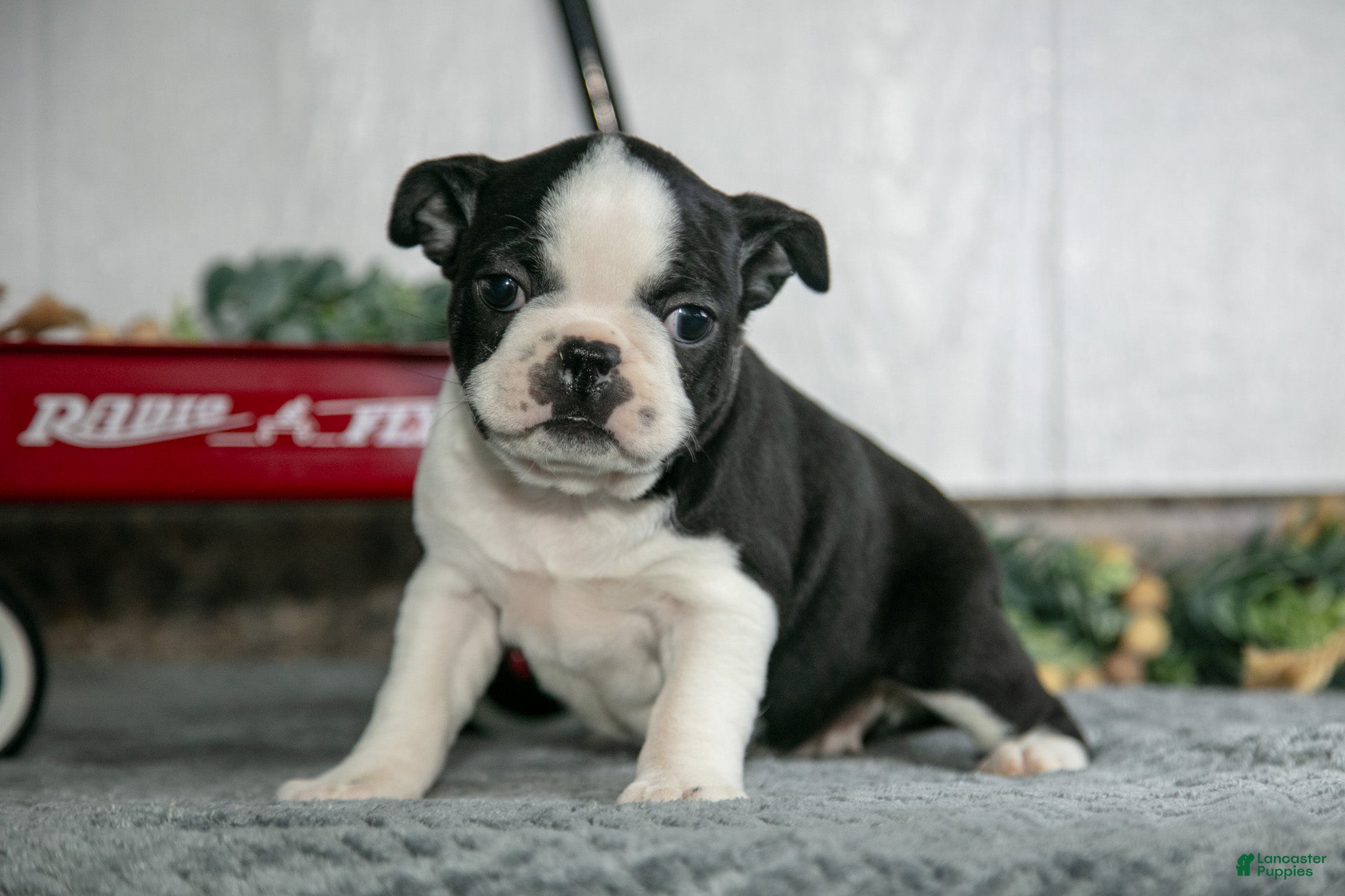 Boston Terrier dogs Lyla - Ad 2