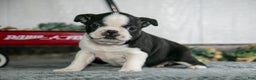 Boston Terrier dogs for sale: Lyla - Ad 2
