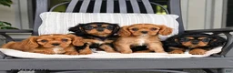 Cavalier King Charles Spaniel dogs for sale: Mocha - Ad 3