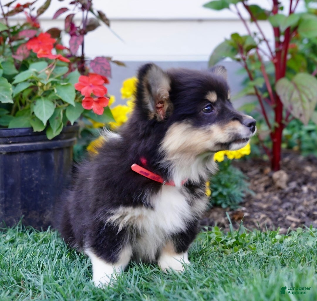 Welsh Corgi Pembroke dogs for sale: Randy 🌟 ADOPTION SPECIAL - Ad 17