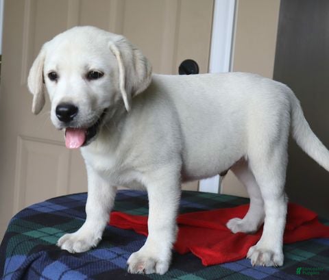 Labrador Retriever dogs Hudson - champion lines - Ad 2