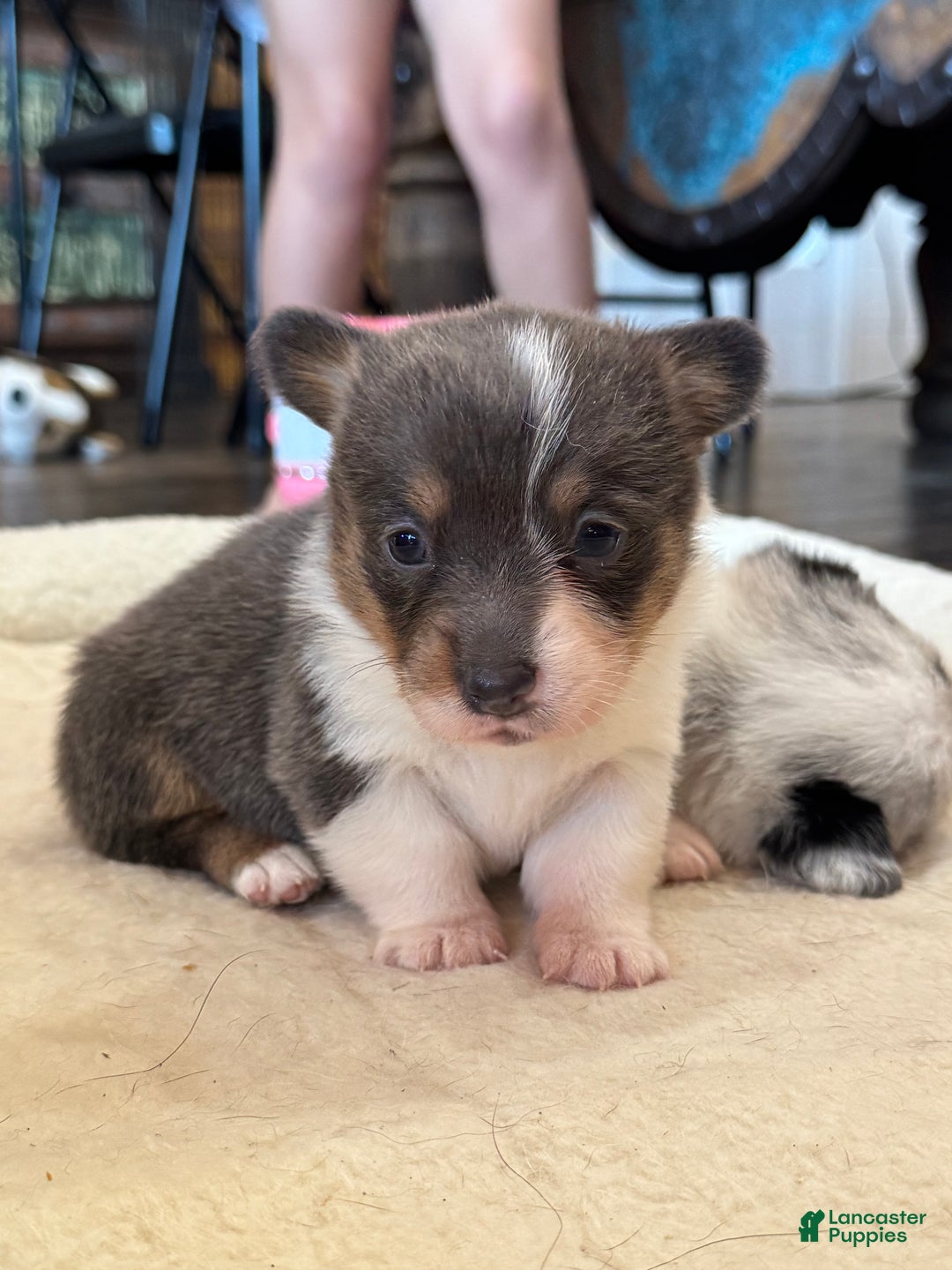 Mixed Breed dogs for sale: Ruger - Ad 9