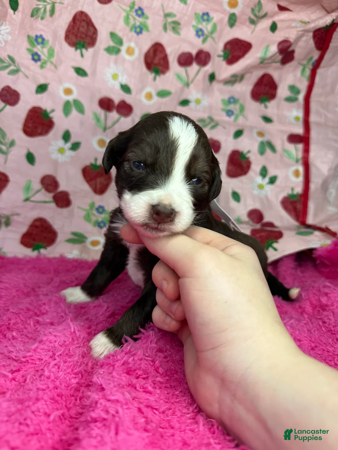 Mixed Breed dogs for sale: love - Ad 2