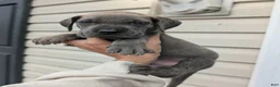 Great Dane dogs for sale: Draco-male - Ad 3