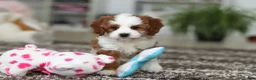 Cavapoo dogs for sale: Princess - Ad 2