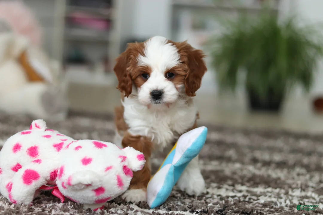 Cavapoo dogs for sale: Princess - Ad 2