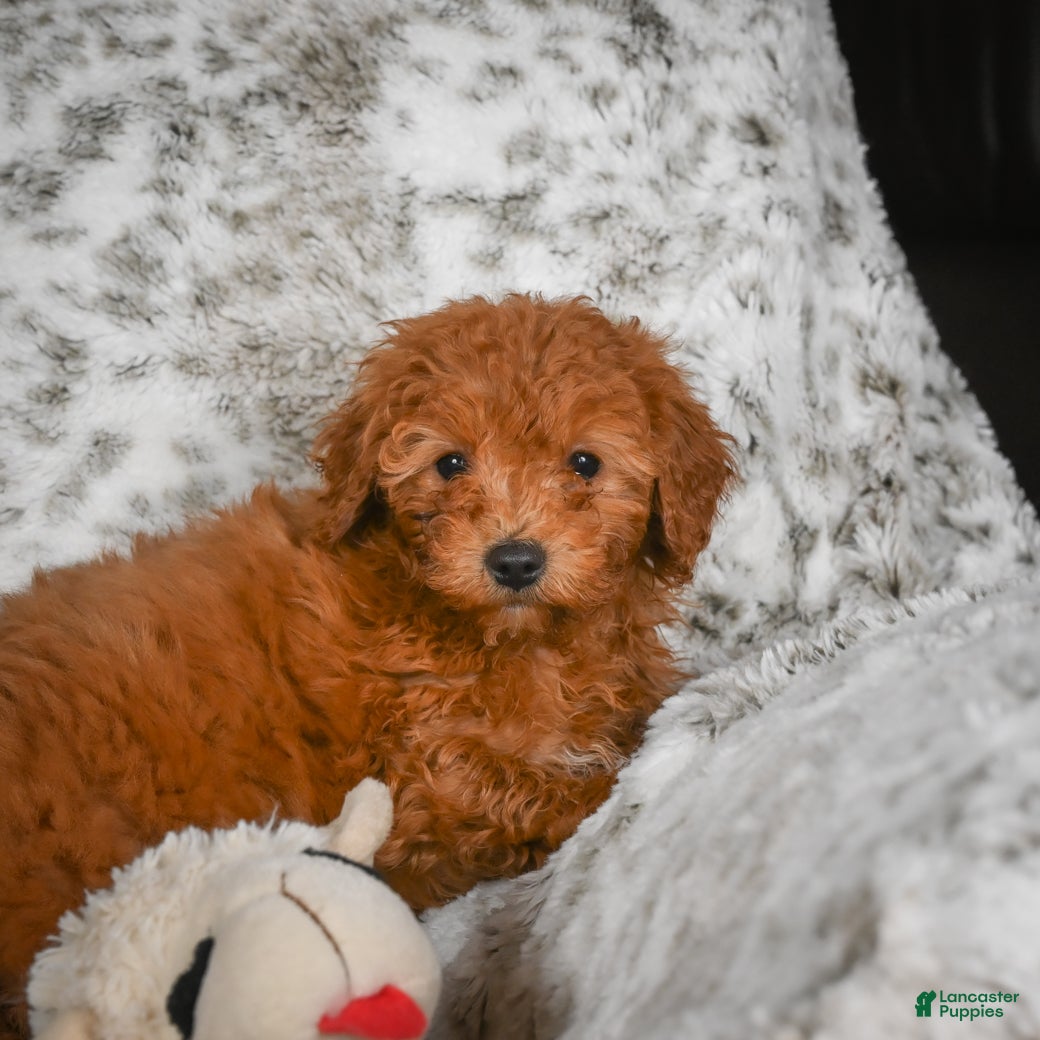 Cavapoo dogs Callie - Ad 23