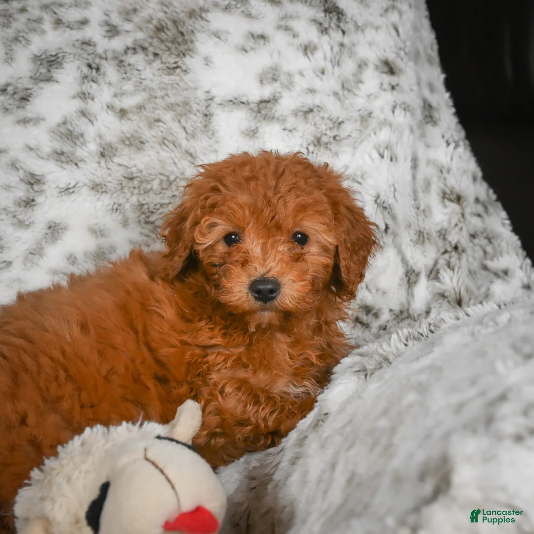 Cavapoo dogs for sale: Callie - Ad 1