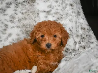 Cavapoo dogs Callie - Ad 23