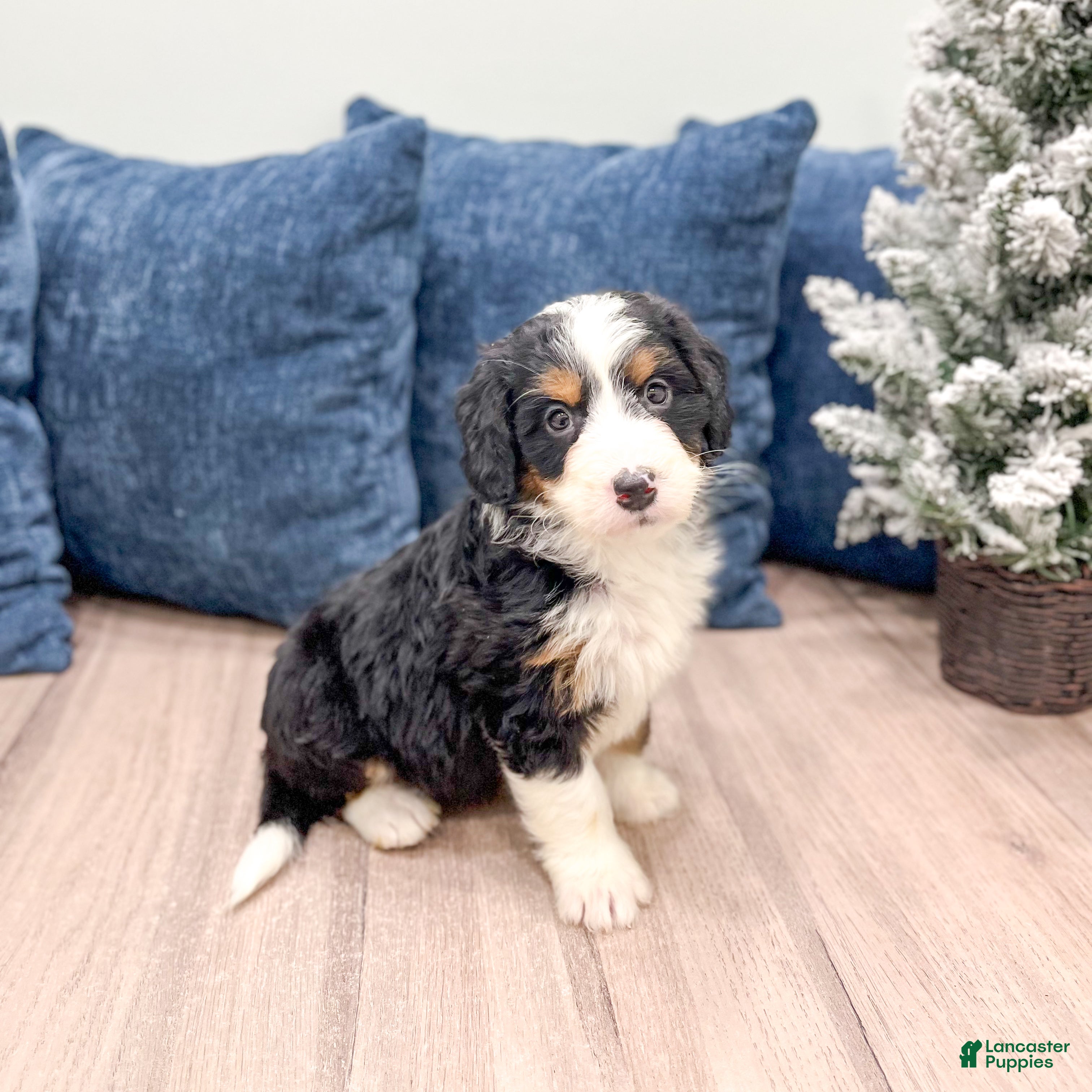 Mini Bernedoodle dogs Maddie - Ad 30