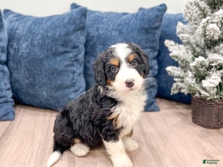 Mini Bernedoodle dogs Maddie - Ad 30