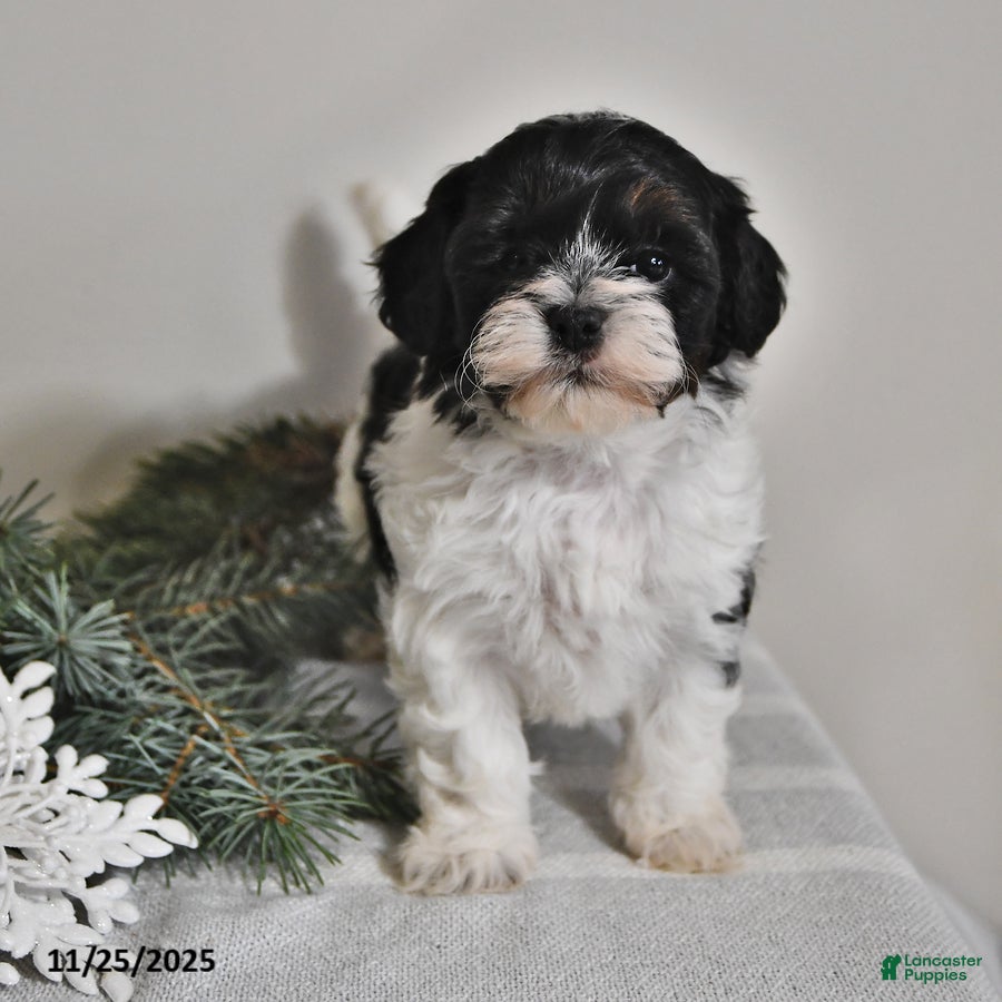 Shihpoo dogs Heidi - Ad 10