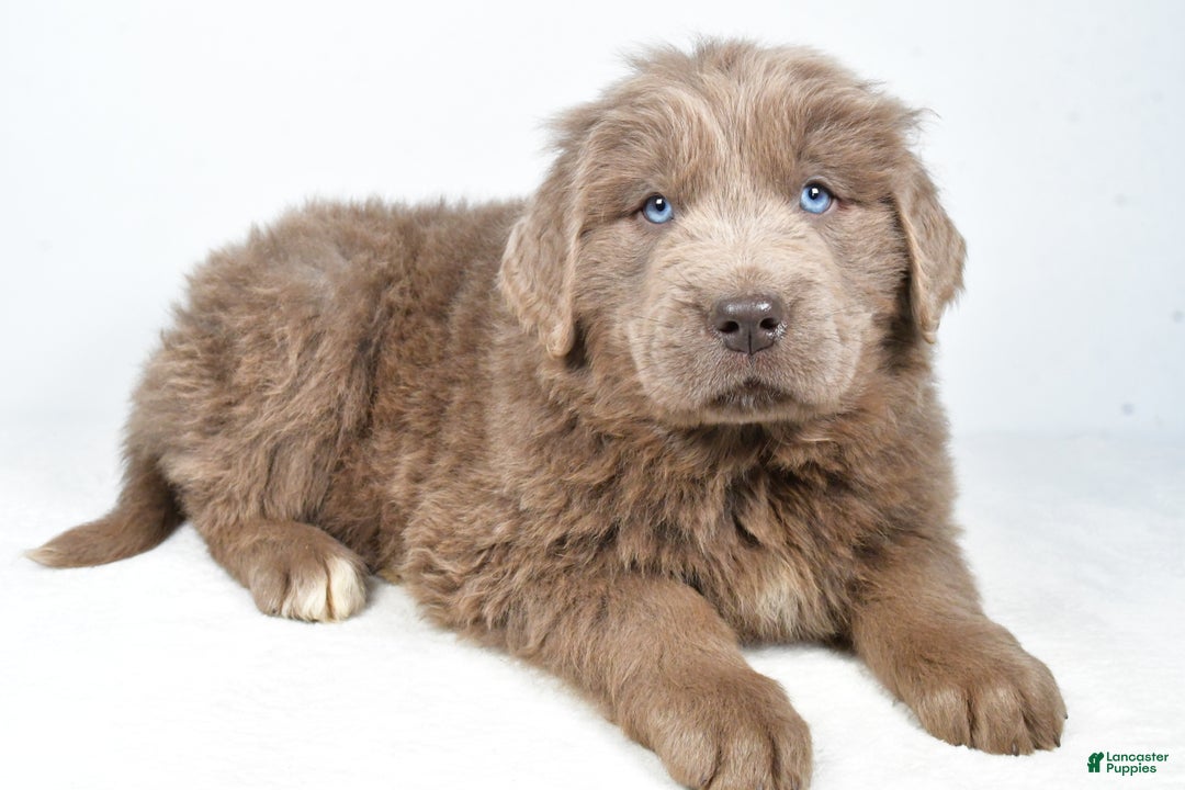 Newfoundland dogs for sale: Dallas - Ad 2