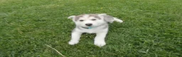 Gerberian Shepsky dogs for sale: Cosmo - Ad 2