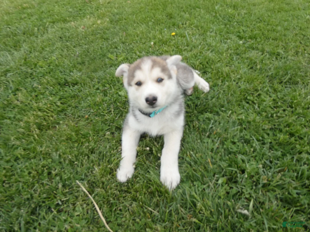 Gerberian Shepsky dogs for sale: Cosmo - Ad 2