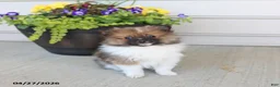 Pomeranian dogs for sale: Taffy - Ad 1