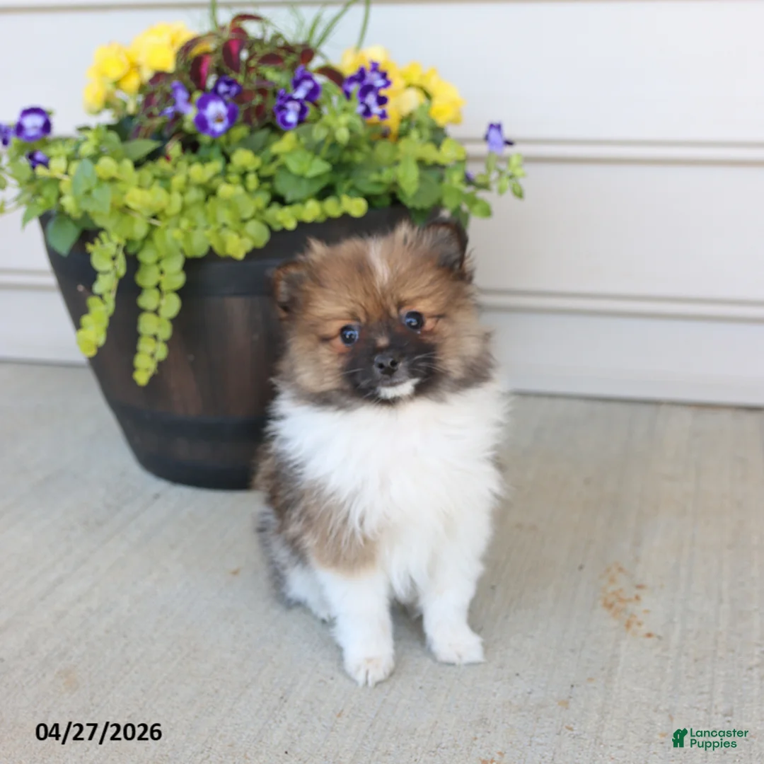 Pomeranian dogs for sale: Taffy - Ad 1