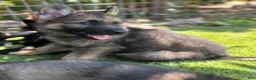 German Shepherd dogs for sale: German Shepherd 2 - Ad 2