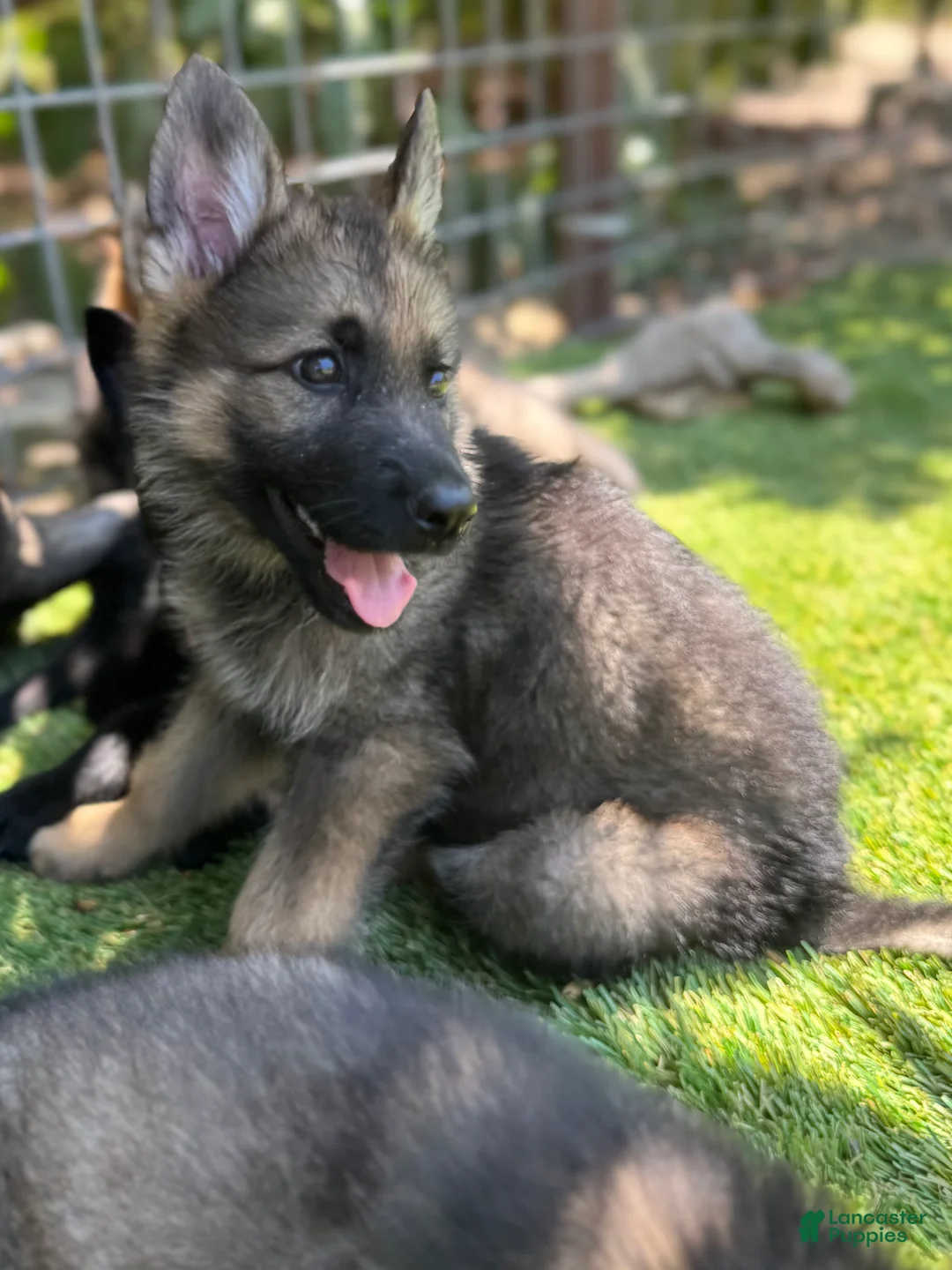 German Shepherd dogs for sale: German Shepherd 2 - Ad 2