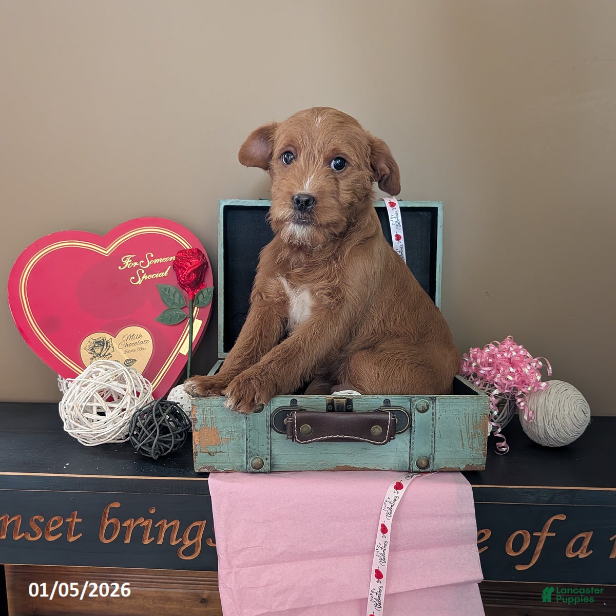 Mixed Breed dogs Tony - Ad 2