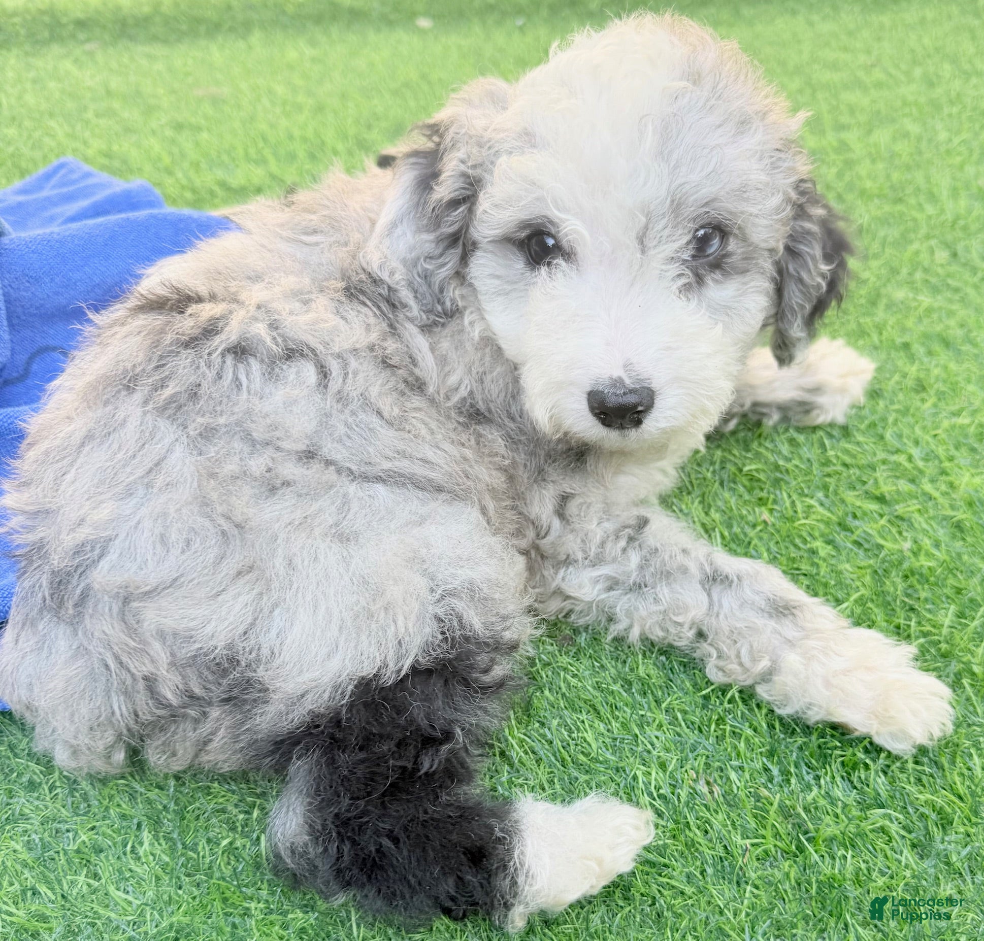 Mini Aussiedoodle dogs Landon - Ad 2