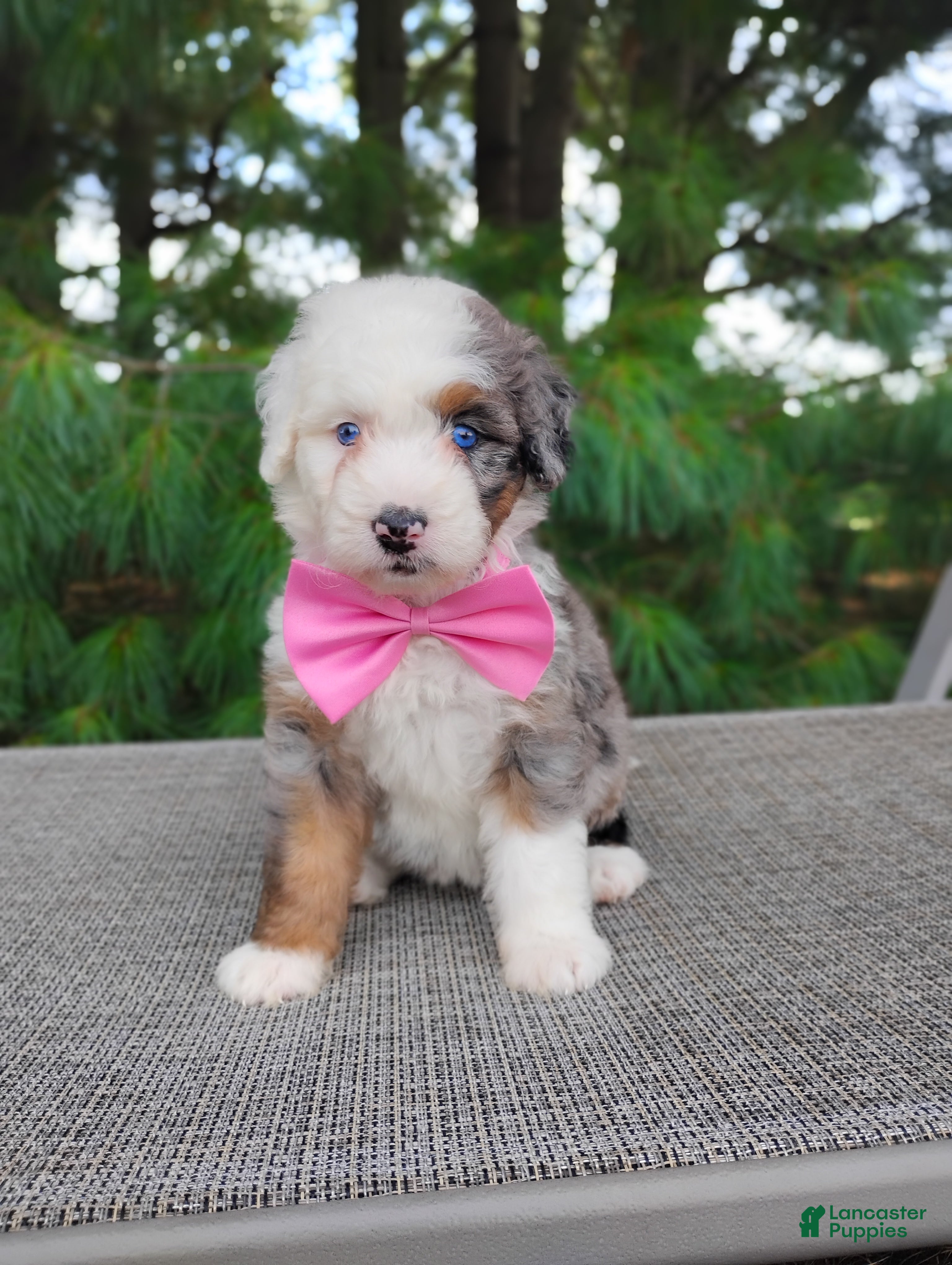 Bernedoodle dogs for sale: Biscoff  - Ad 4