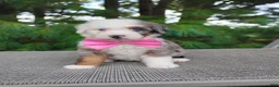Bernedoodle dogs for sale: Biscoff  - Ad 1
