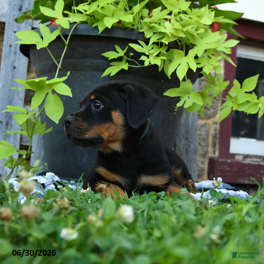 Rottweiler dogs Jordan - Ad 2