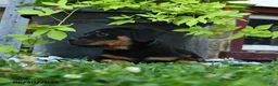 Rottweiler dogs for sale: Jordan - Ad 2