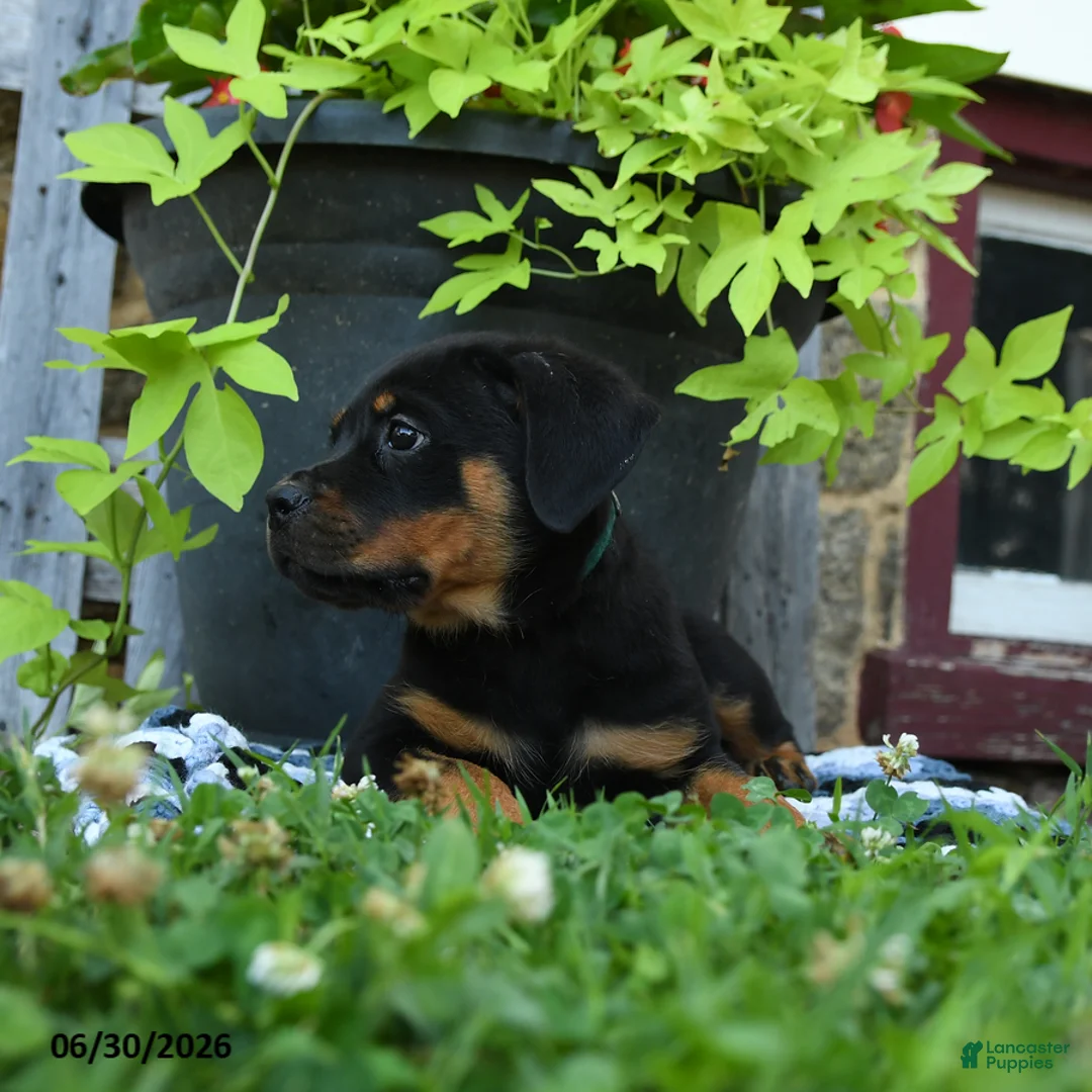 Rottweiler dogs for sale: Jordan - Ad 2
