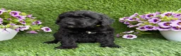 Mini Goldendoodle dogs for sale: Ally - Ad 5