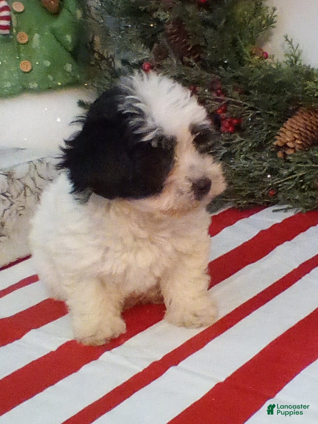 Havapoo dogs for sale: Benji - Ad 4