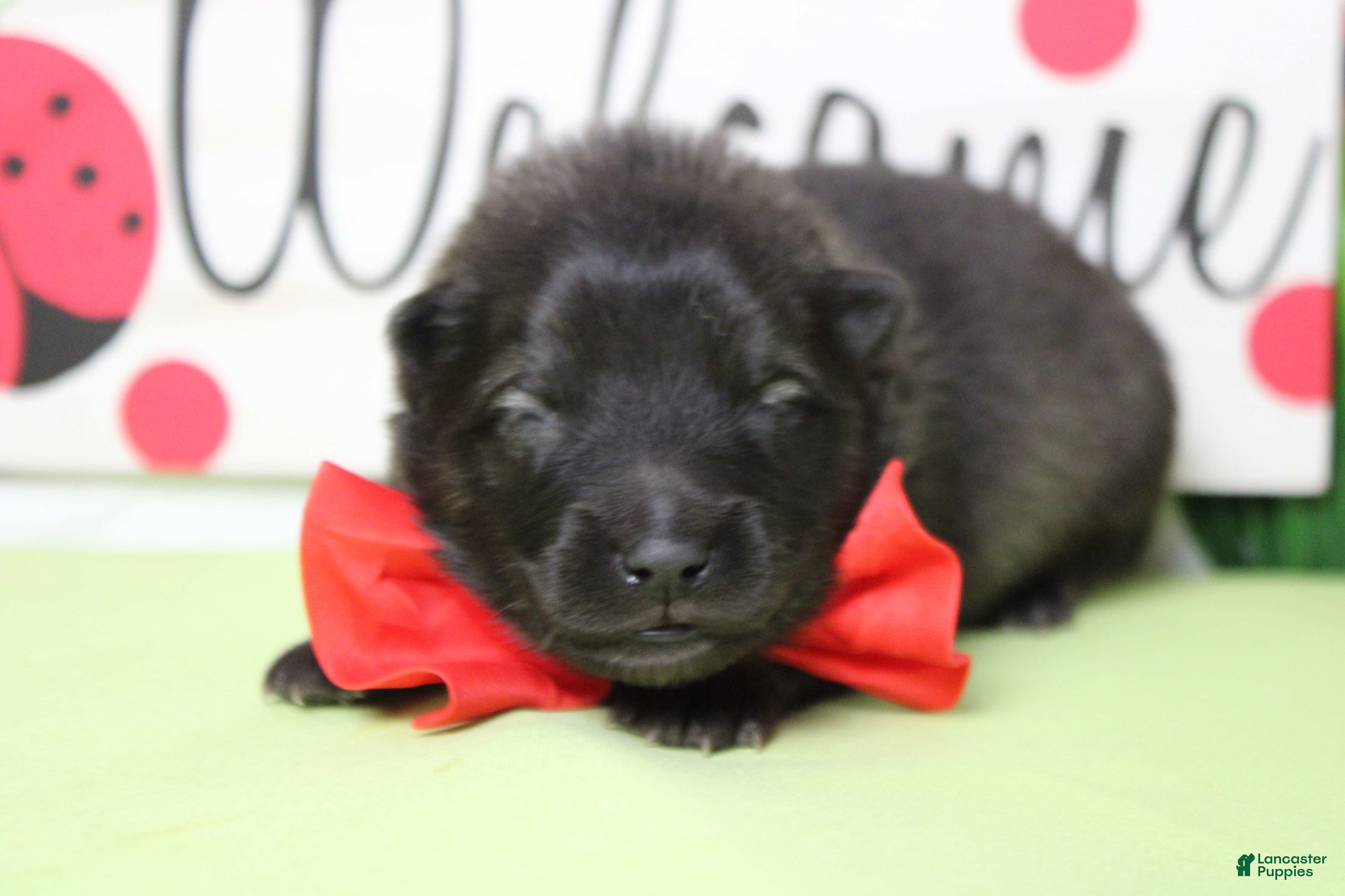 Keeshond dogs Costello  - Ad 3