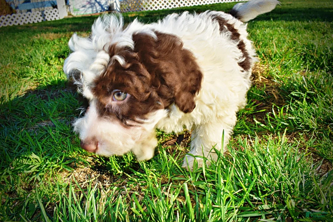 Havapoo dogs for sale: Sunny - Ad 63