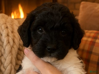 Mini Sheepadoodle dogs Black-Onyx - Ad 7