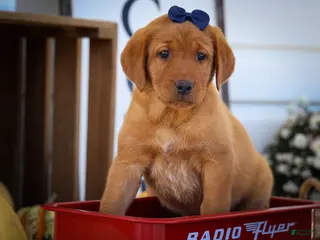 Labrador Retriever dogs NATHAN - Ad 1