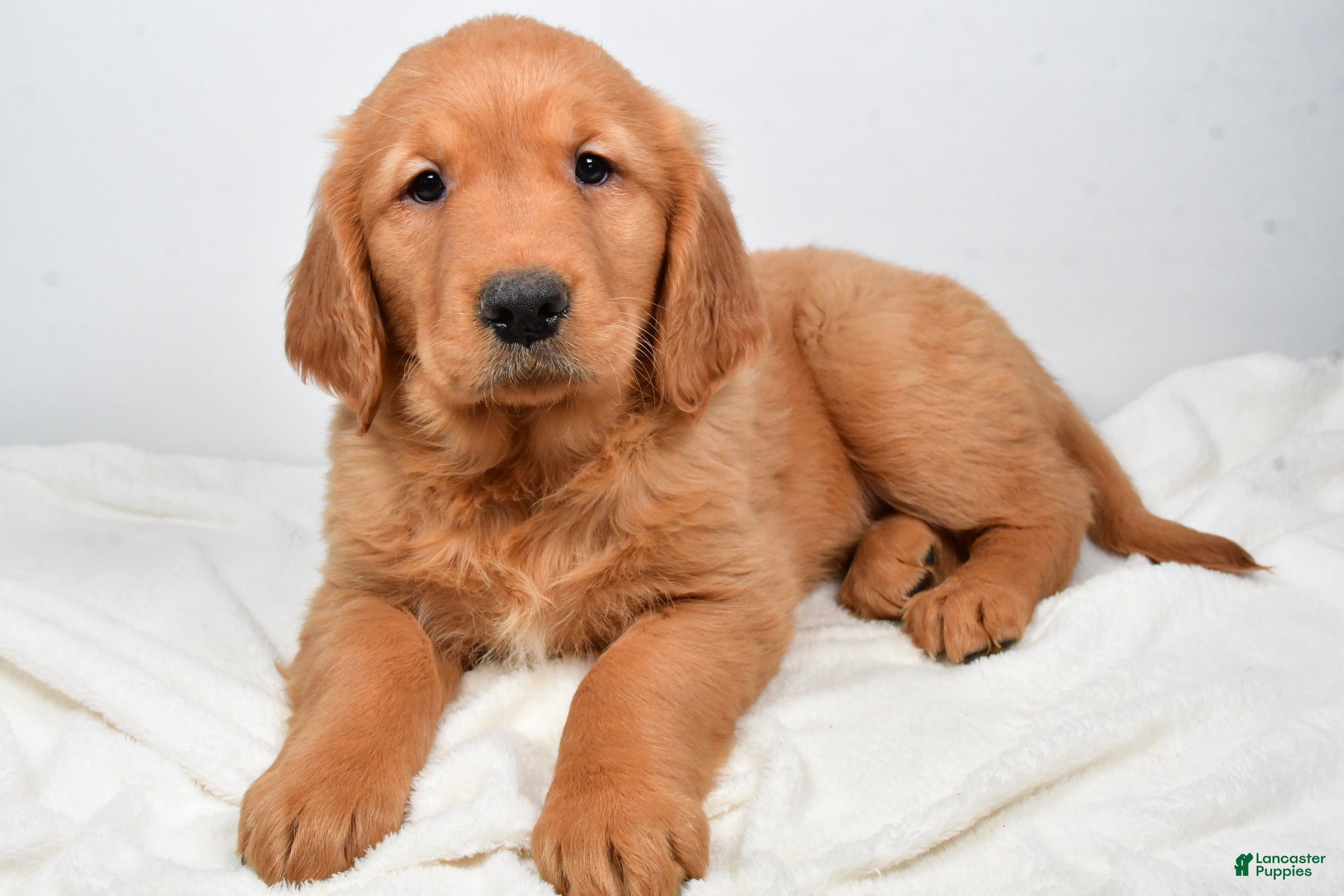 Golden Retriever dogs Annabelle - Ad 2