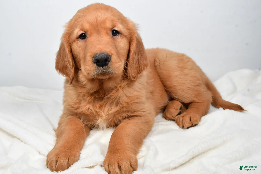 Golden Retriever dogs for sale: Annabelle - Ad 2