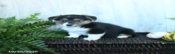 Welsh Corgi Pembroke dogs for sale: Keesha - Ad 2