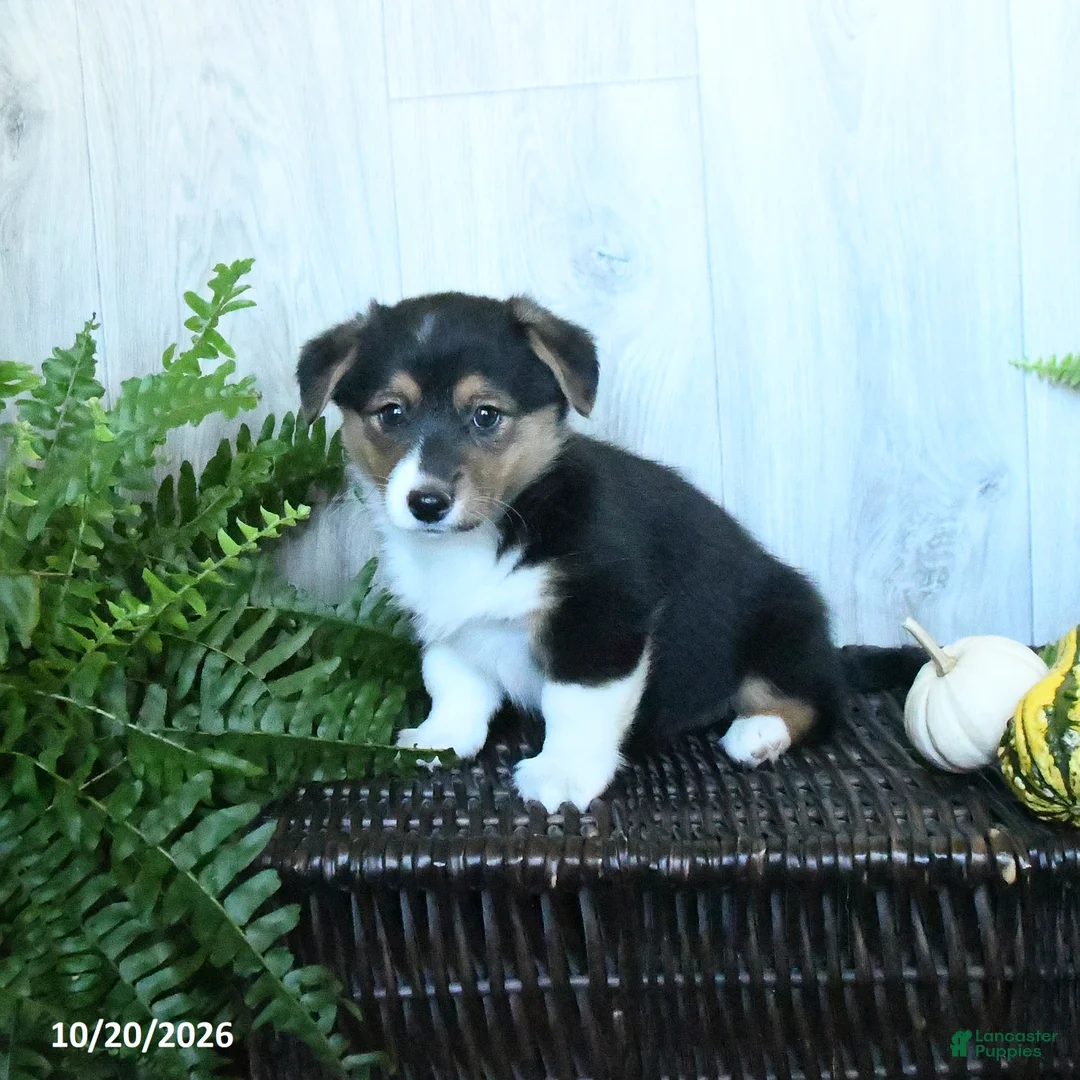 Welsh Corgi Pembroke dogs for sale: Keesha - Ad 2