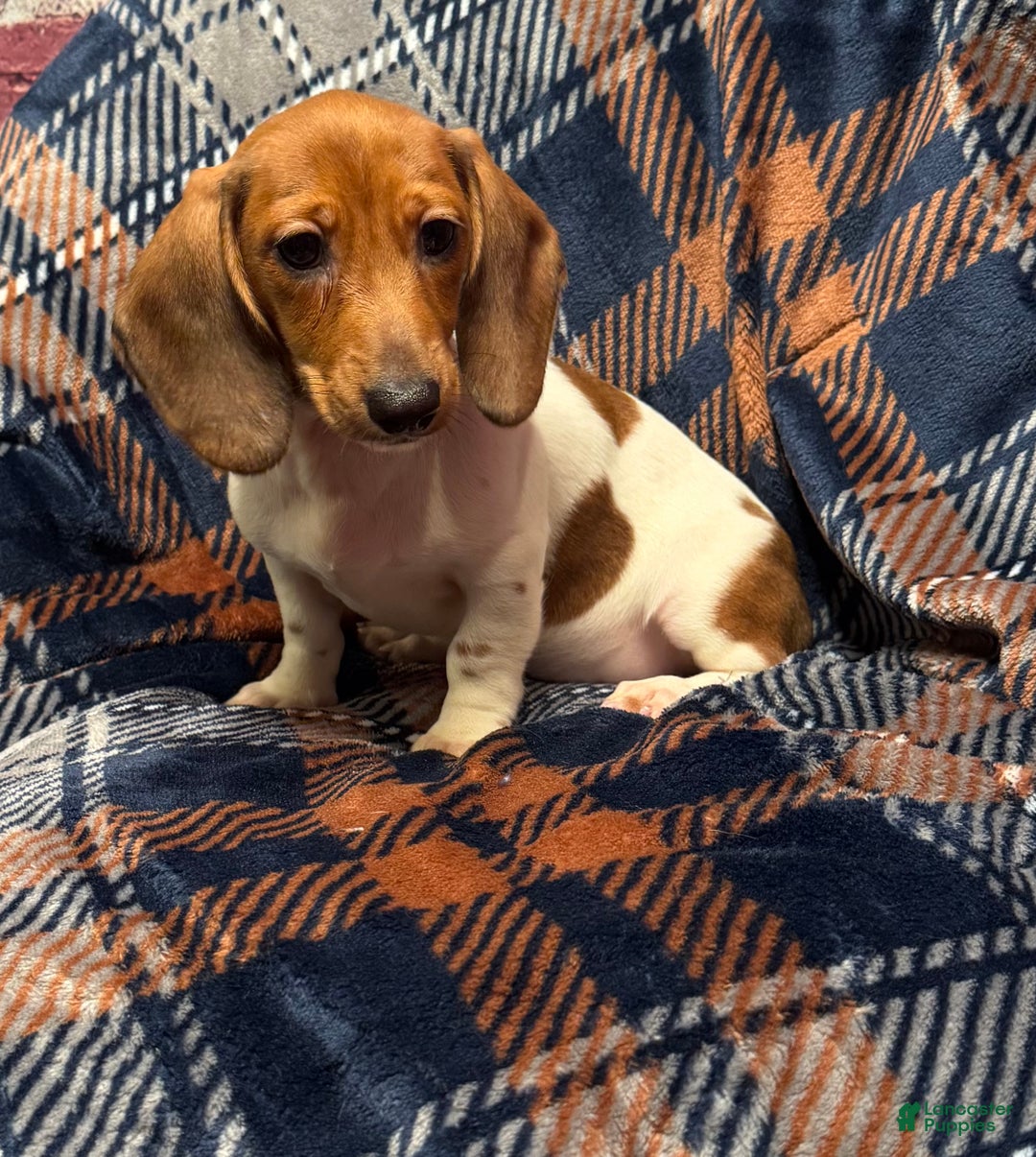 Miniature Dachshund dogs for sale: Miniature Dachshund Puppy 1 - Ad 4