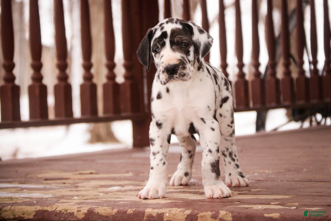 Great Dane dogs for sale: Gordon - Ad 7
