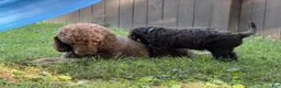 Goldendoodle dogs for sale: Passion - Ad 16