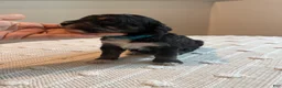 Mixed Breed dogs for sale: Mochi - Ad 3