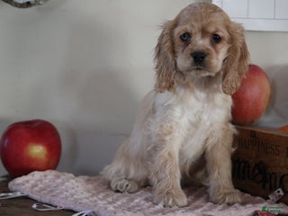 English Cocker Spaniel dogs - Ad 39