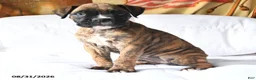 Boxer dogs for sale: Callie - Ad 4