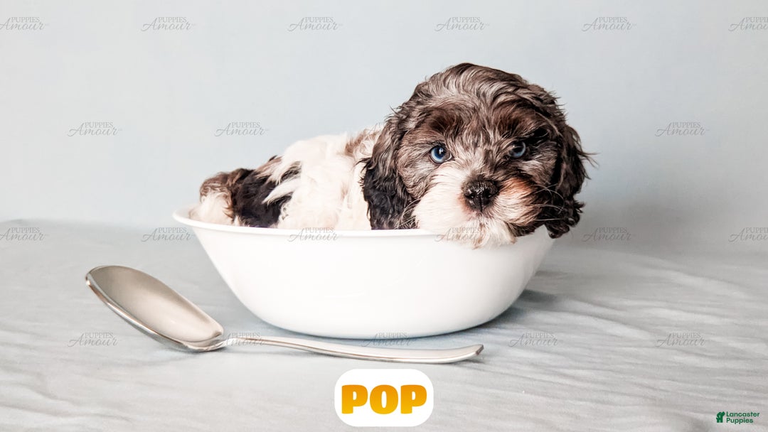 Cockapoo dogs for sale: Pop - Ad 12
