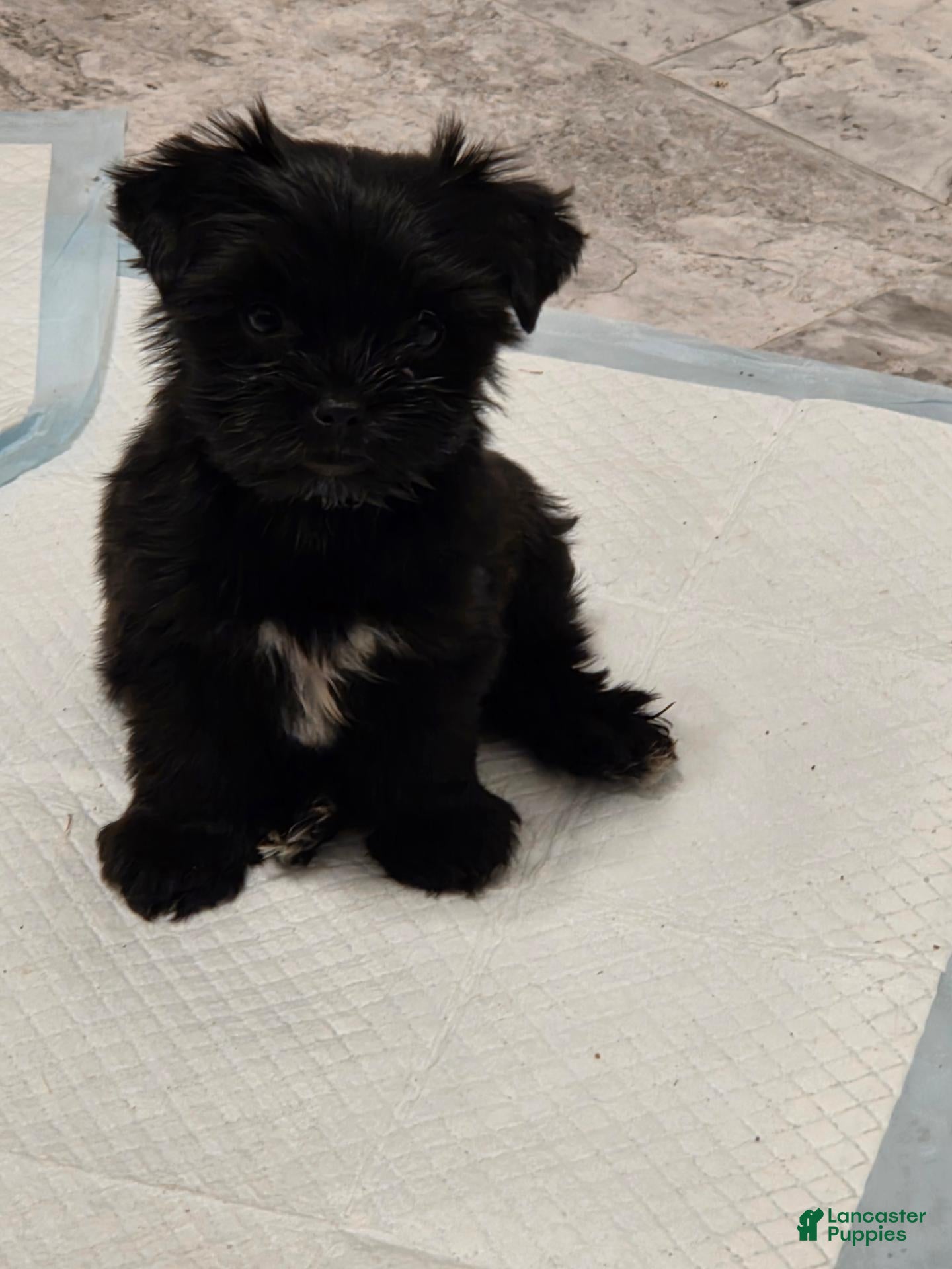 Yorkshire Terrier dogs for sale: Yorkshire Terrier 1 - Ad 1